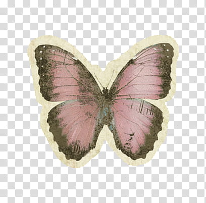 Vintage, pink and black butterfly transparent background PNG clipart