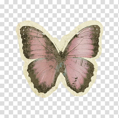 Vintage things , pink and black butterfly illustration transparent background PNG clipart