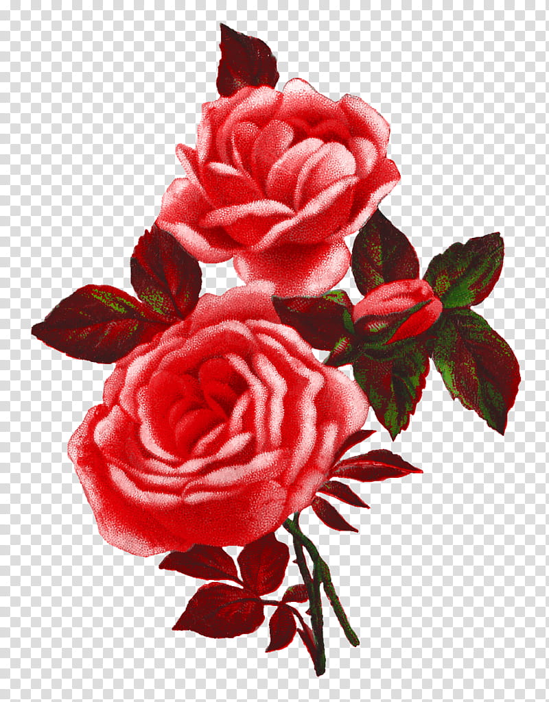 Red objects  , illustration of two pink roses transparent background PNG clipart