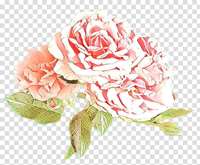 Pink Flower, Cartoon, Garden Roses, Cabbage Rose, Floribunda, Cut Flowers, Floral Design, Carnation transparent background PNG clipart