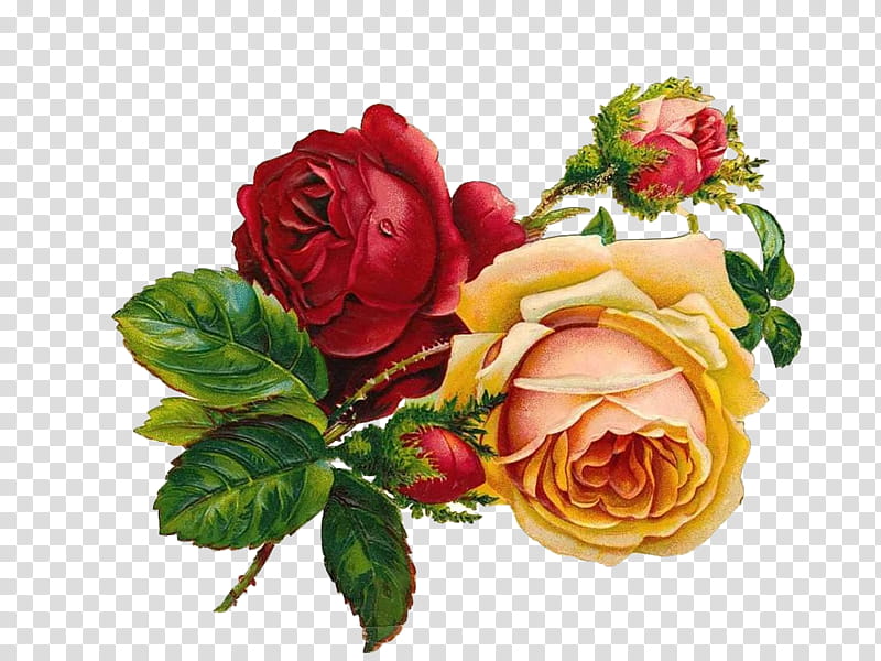 Vintage Flowers, red and yellow rose flower illustration transparent background PNG clipart