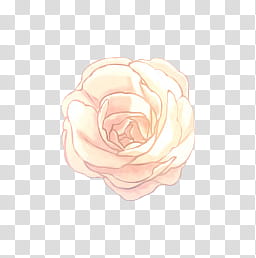 Flores I, white rose bud transparent background PNG clipart
