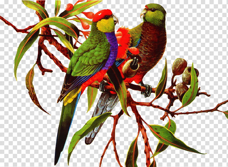 bird lorikeet parrot budgie parakeet, Macaw, Beak, Branch, Plant, Quetzal transparent background PNG clipart