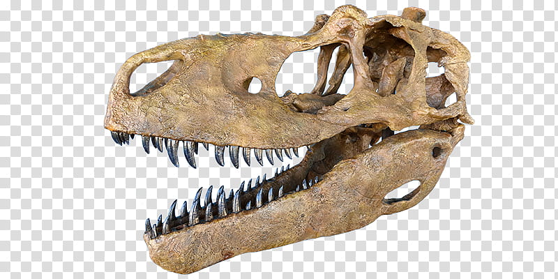 Velociraptor, Tyrannosaurus, Daspletosaurus, Tarbosaurus, Skull, Albertosaurus, Skeleton, Zhuchengtyrannus transparent background PNG clipart