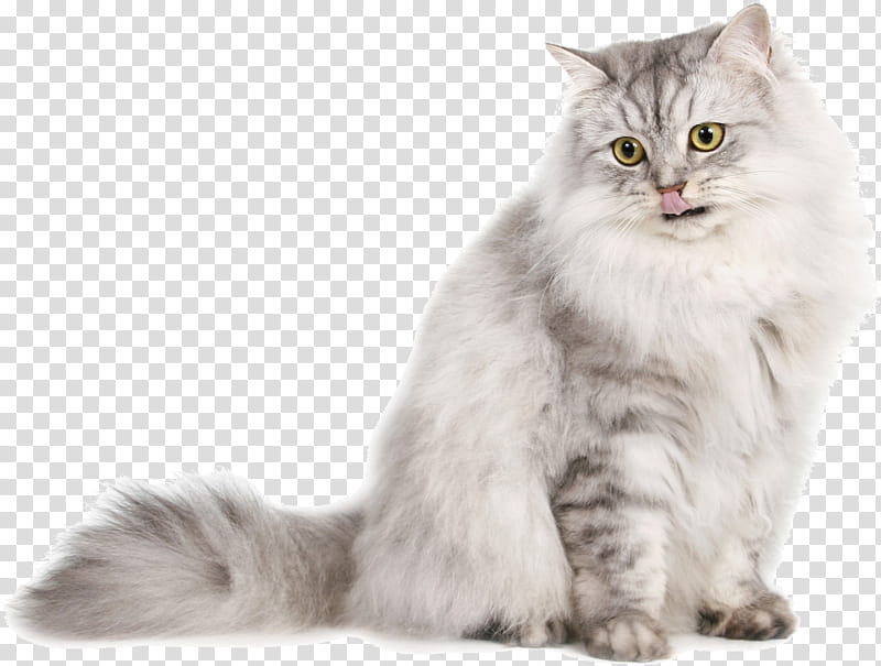 Cat, Siberian Cat, Persian Cat, Ragdoll, Norwegian Forest Cat, Burmese Cat, Siamese Cat, Burmilla transparent background PNG clipart