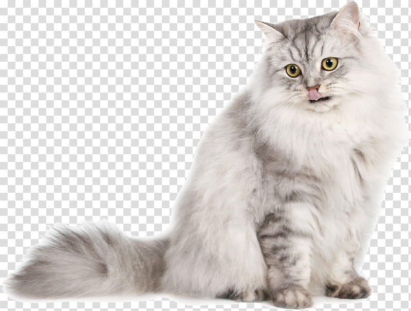 Siberian persian 2024