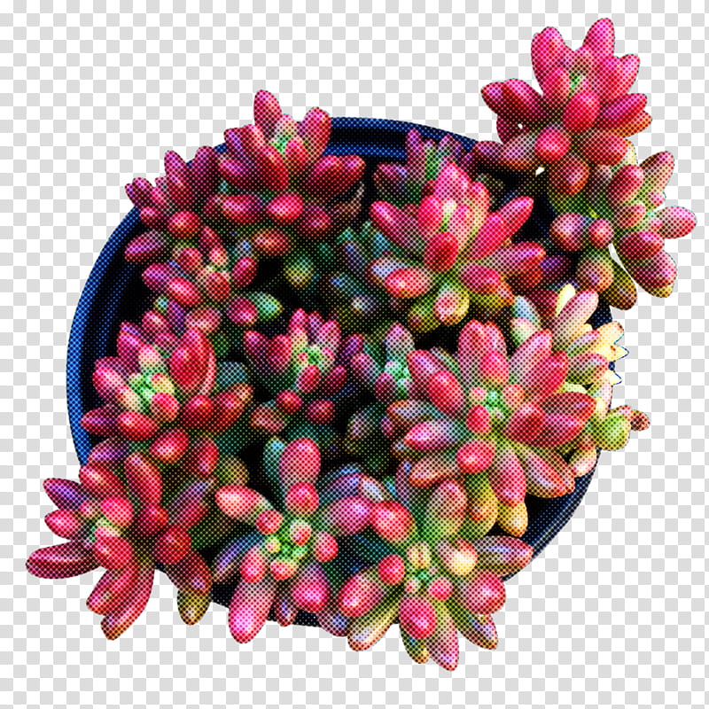 flower pink plant magenta succulent plant, Stonecrop Family, Petal, Pachyphytum, Daphne transparent background PNG clipart