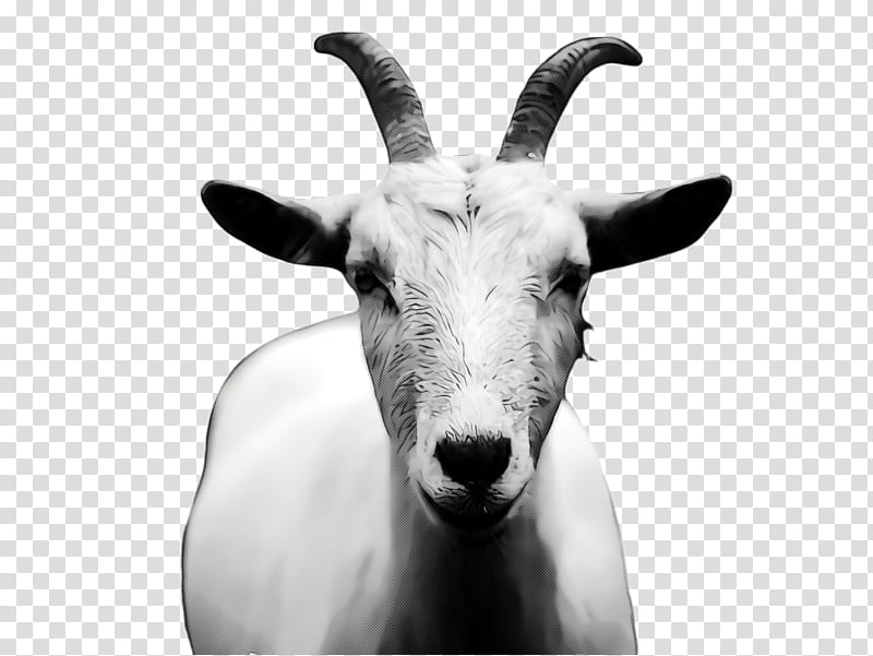 goat goats horn goat-antelope cow-goat family, Goatantelope, Cowgoat Family, Blackandwhite, Chamois, Mountain Goat, Feral Goat, Snout transparent background PNG clipart