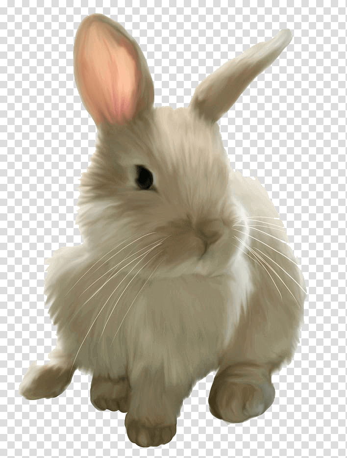 Easter Bunny, Mini Lop, Hare, Angel Bunny, Rabbit, Lop Rabbit, Dwarf Rabbit, Rabbit Rabbit Rabbit transparent background PNG clipart