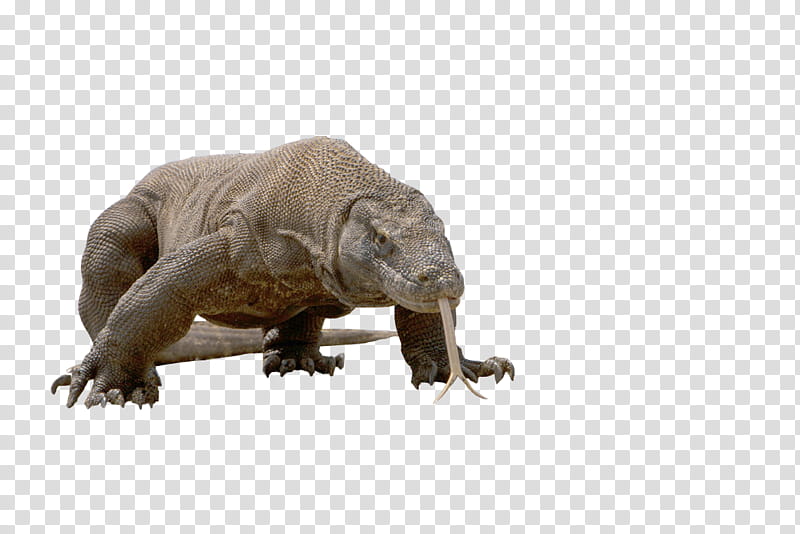 komodo dragon, gray komodo dragon transparent background PNG clipart