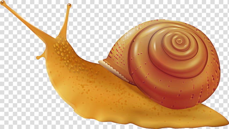 Snail, Gastropod Shell, Sea Snail, Snails And Slugs, Lymnaeidae, Conch, Dish, Cuisine transparent background PNG clipart