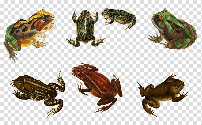 Frogs , seven assorted-color forgs transparent background PNG clipart