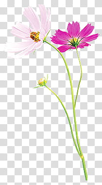 Aniversario Mis Pedidos shop, two white and pink cosmos flowers transparent background PNG clipart