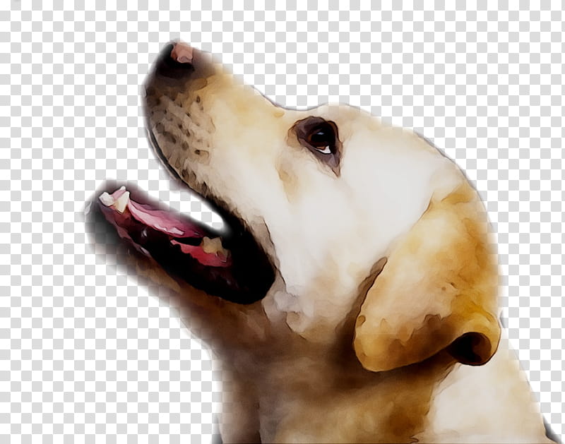 Golden Retriever, Labrador Retriever, Puppy, Companion Dog, Gun Dog, Kumpulan Baka Anjing, Snout, Breed transparent background PNG clipart
