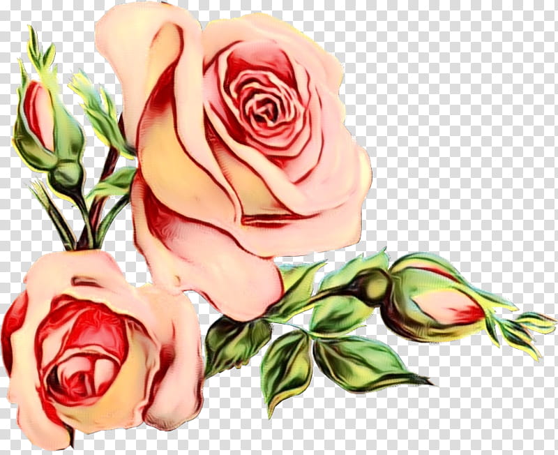 Floral Wedding Invitation, Floral Design, Garden Roses, Flower, Wedding Cake Topper, Flower Bouquet, Cabbage Rose, Cut Flowers transparent background PNG clipart