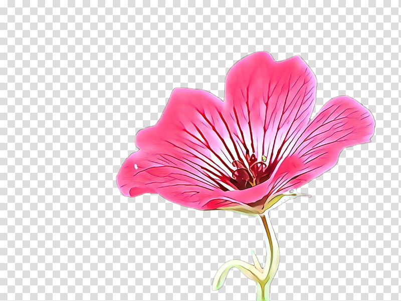 flower petal plant pink peruvian lily, Cut Flowers, Geraniaceae transparent background PNG clipart