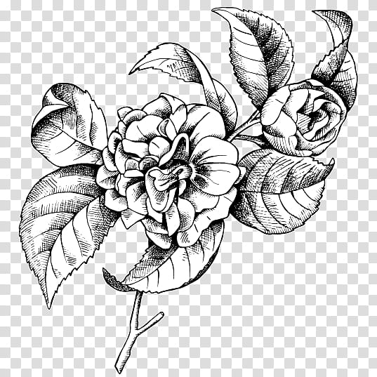 Flower Line Art, Drawing, Floral Design, Japanese Camellia, Painting, Blackandwhite, Plant, Leaf transparent background PNG clipart
