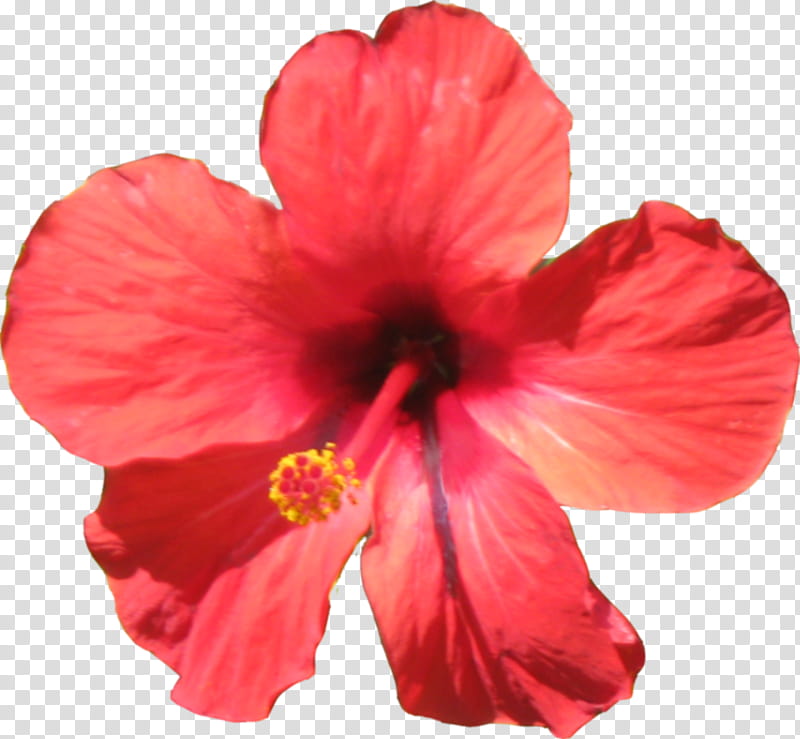 hibiscus flower , pink Hibiscus rosa-sinensis flower in bloom transparent background PNG clipart