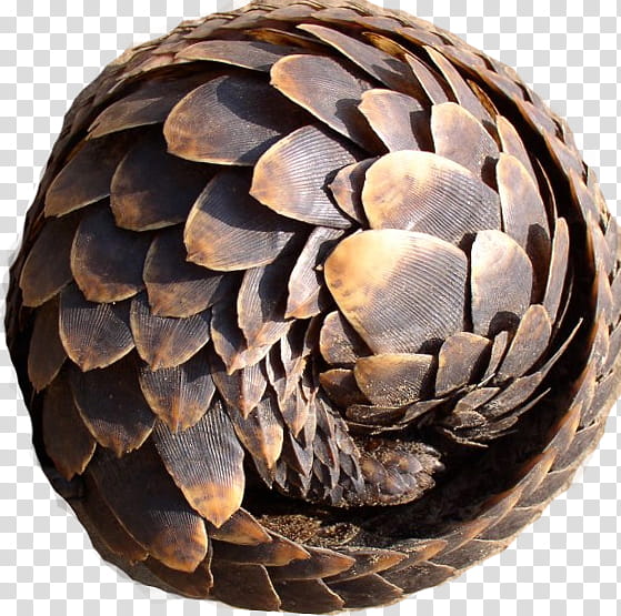 Chinese, Anteater, Armadillo, Scale, Philippine Pangolin, Chinese Pangolin, Sunda Pangolin, Armour transparent background PNG clipart