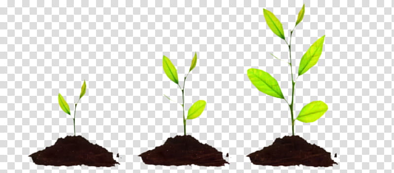Small Tree, Business, Business Development, Management, Marketing, Resource, Human Resource Development, Organization transparent background PNG clipart