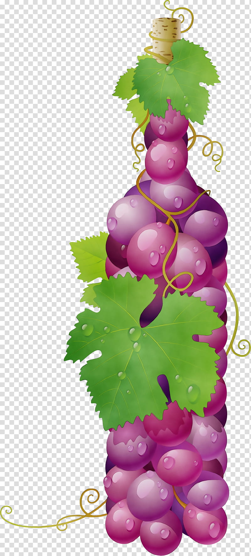 grape grapevine family vitis leaf plant, Watercolor, Paint, Wet Ink, Fruit, Bottle, Flower, Seedless Fruit transparent background PNG clipart