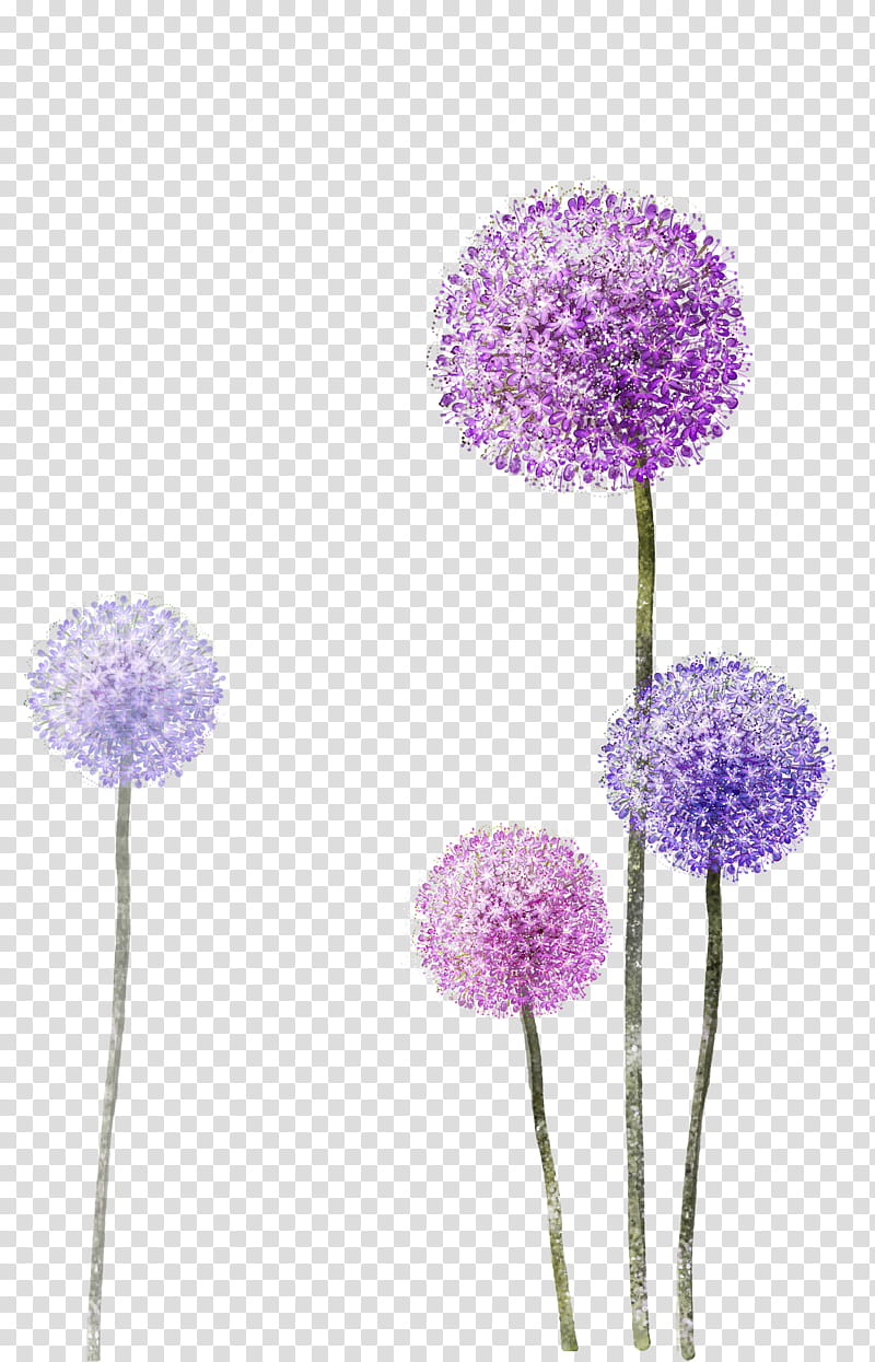 Purple Watercolor Flower, Common Dandelion, Taraxacum Platycarpum, Watercolor Painting, Red, Violet, Plant, Petal transparent background PNG clipart