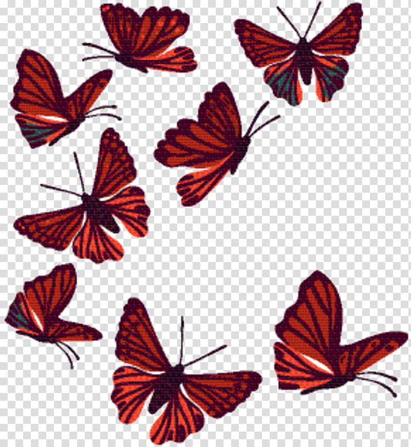 Tiger, Monarch Butterfly, Brushfooted Butterflies, Pieridae, Moth, Flower, Tiger Milkweed Butterflies, Moths And Butterflies transparent background PNG clipart