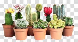 AESTHETIC GRUNGE, assorted-color cactus plants and brown plant pots arts transparent background PNG clipart