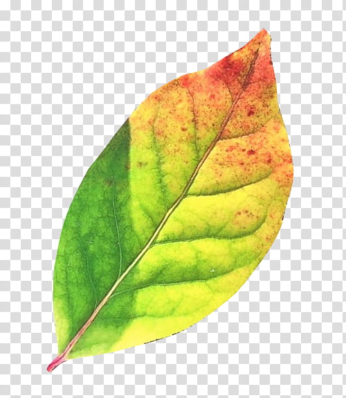 Green Leaf, Autumn Leaf Color, Plant, Flower, Yellow, Plant Pathology, Tree transparent background PNG clipart