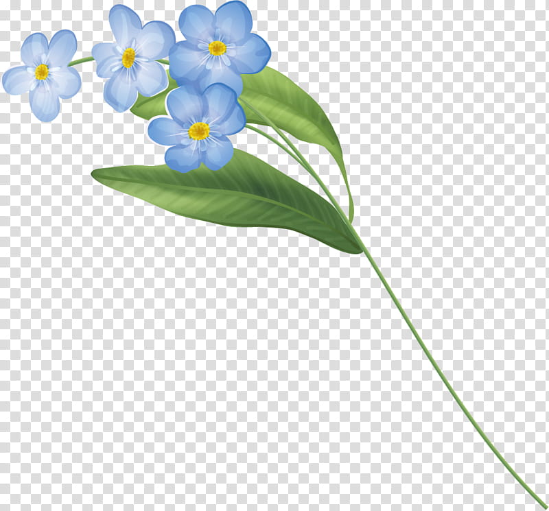 Flower Design, Petal, Plants, Flora, Plant Stem, Borage Family transparent background PNG clipart