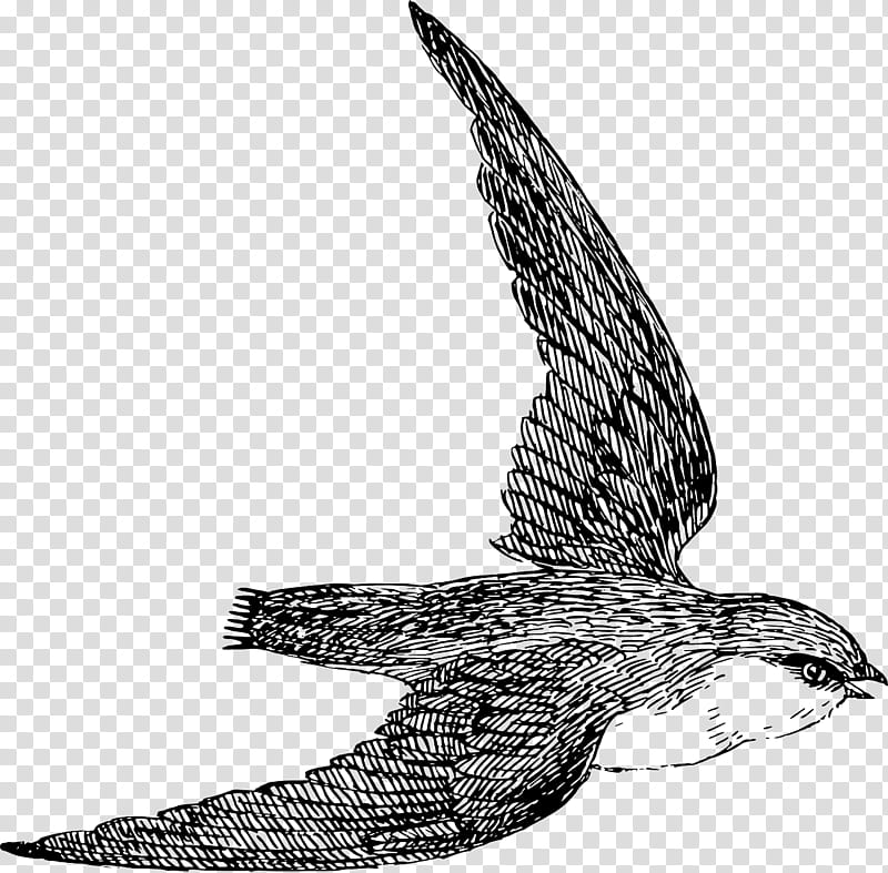 Eagle Drawing, Swift, Swifts, Chimney Swift, Bird, Peregrine Falcon, Eastern Whip Poor Will, Kite transparent background PNG clipart