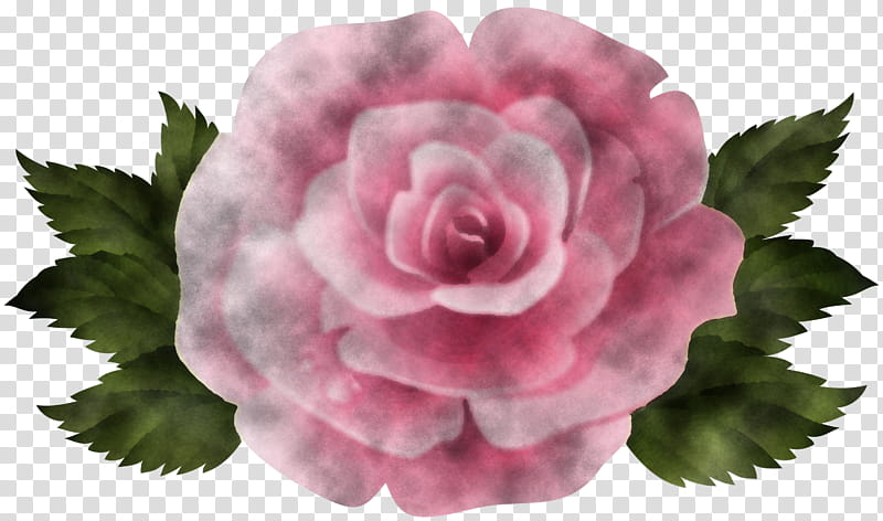 Garden roses, Flower, Pink, Petal, Plant, Rose Family, Camellia, Rose Order transparent background PNG clipart
