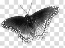 black and white moth close-up transparent background PNG clipart
