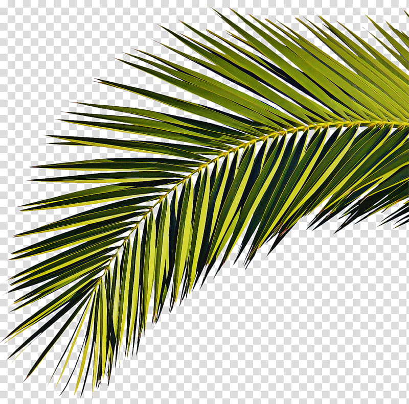 Palm Tree, Palm Trees, Leaf, Palm Branch, Broadleaved Tree, Rhapis Excelsa, Archontophoenix Cunninghamiana, Roystonea Regia transparent background PNG clipart