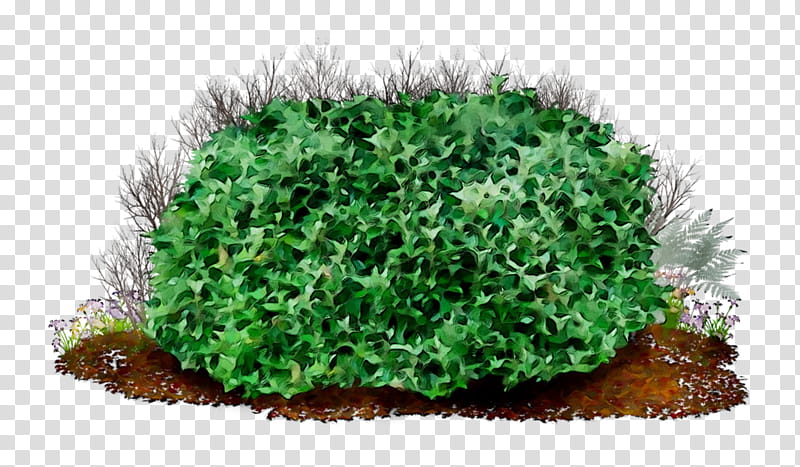 Green Grass, Shrub, Web Design, Theme, Aquarium Decor, Plant, Nonvascular Land Plant, Moss transparent background PNG clipart