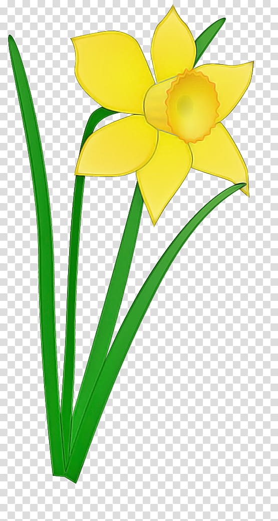 yellow flower petal plant narcissus, Pedicel, Cut Flowers, Plant Stem, Amaryllis Family transparent background PNG clipart