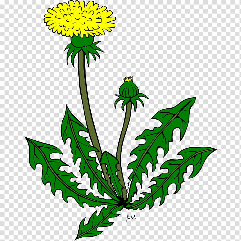 Leaf Drawing, Common Dandelion, Cartoon, Flower, Plant, Tagetes, Herbaceous Plant, Goldenrod transparent background PNG clipart