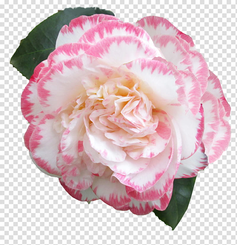 Pink Flower, Japanese Camellia, Tea Seed Oil, Sasanqua Camellia, Pink Flowers, Sticker, Plants, Petal transparent background PNG clipart