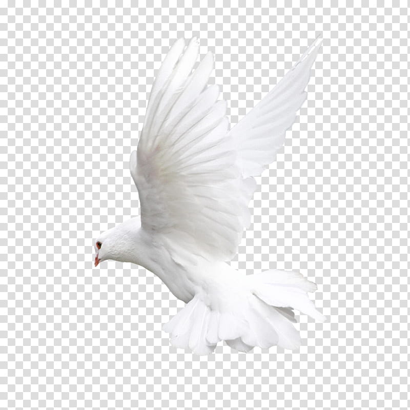 White bird dove on a background, white dove transparent background PNG clipart