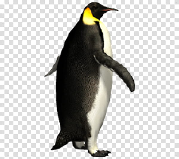 Cartoon Bird, Penguin, Emperor Penguin, Animal, Flightless Bird, King Penguin, Gentoo Penguin, Beak transparent background PNG clipart