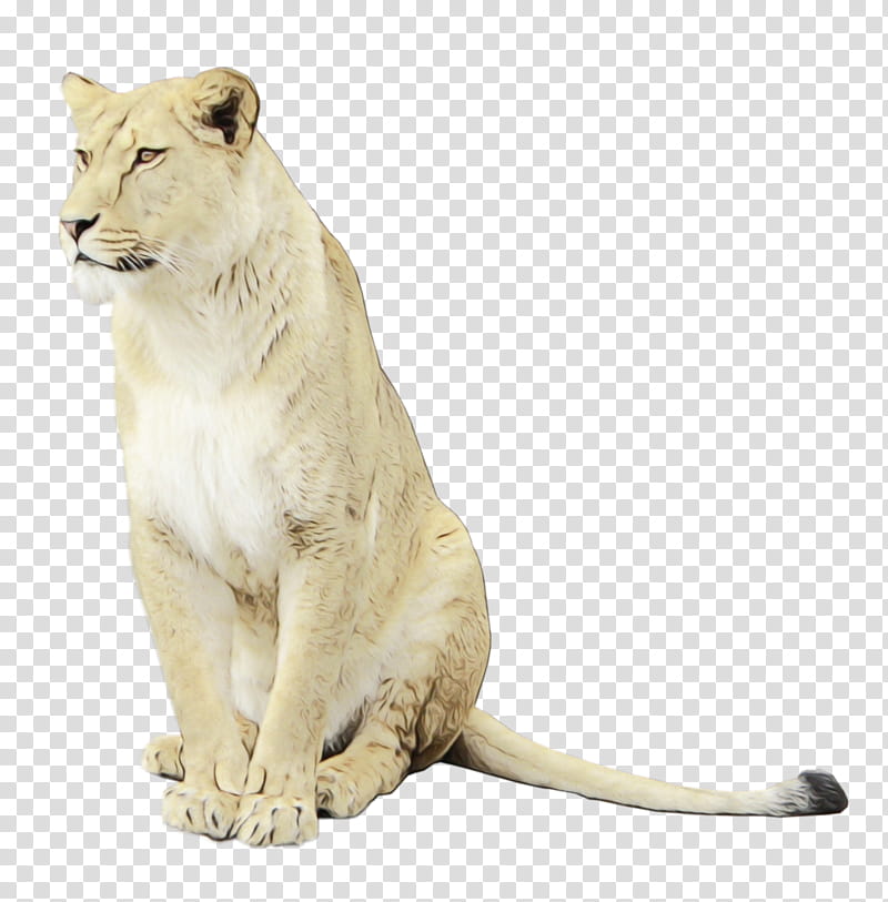 Lion Drawing, East African Lion, Animal, Animal Figure, Wildlife, Puma, Figurine, Roar transparent background PNG clipart