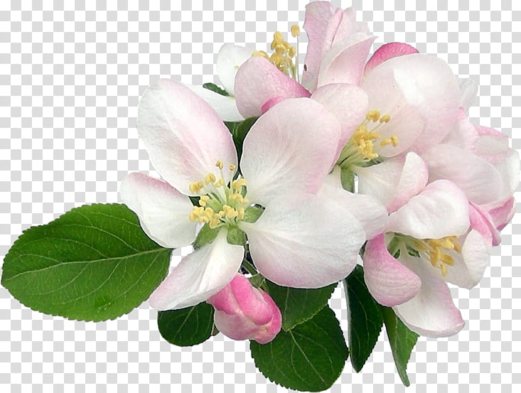 Watercolor Pink Flowers, Apples, Watercolor Painting, Plant, Petal, Blossom, Branch, Cut Flowers transparent background PNG clipart