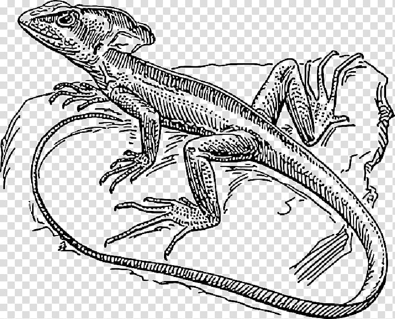 Dragon Drawing, Lizard, Common Basilisk, Coloring Book, Reptile, Plumed Basilisk, Line Art, Dr Curt Connors transparent background PNG clipart