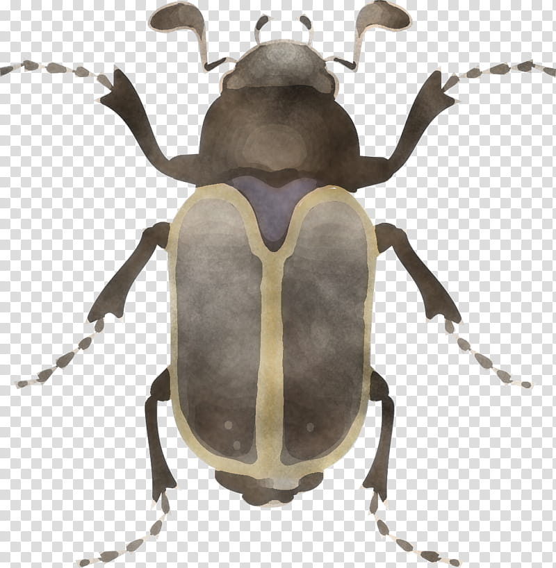 insect beetle stag beetles elephant beetle weevil, Blister Beetles, Cetoniidae transparent background PNG clipart