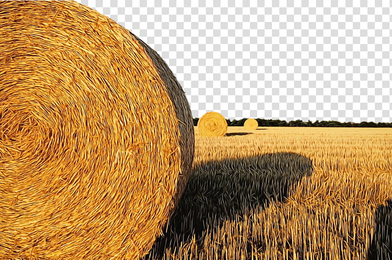 hay straw field agriculture harvest, Watercolor, Paint, Wet Ink, Plant, Crop, Farm, Grass transparent background PNG clipart