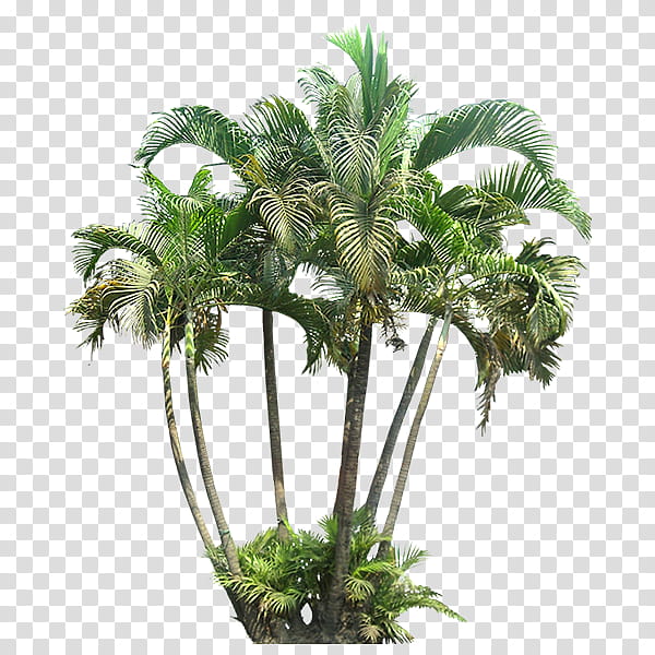 Cartoon Palm Tree, Tropics, Tropical Vegetation, Plants, Areca Palm, Subtropics, Cycad, Tropical Garden transparent background PNG clipart