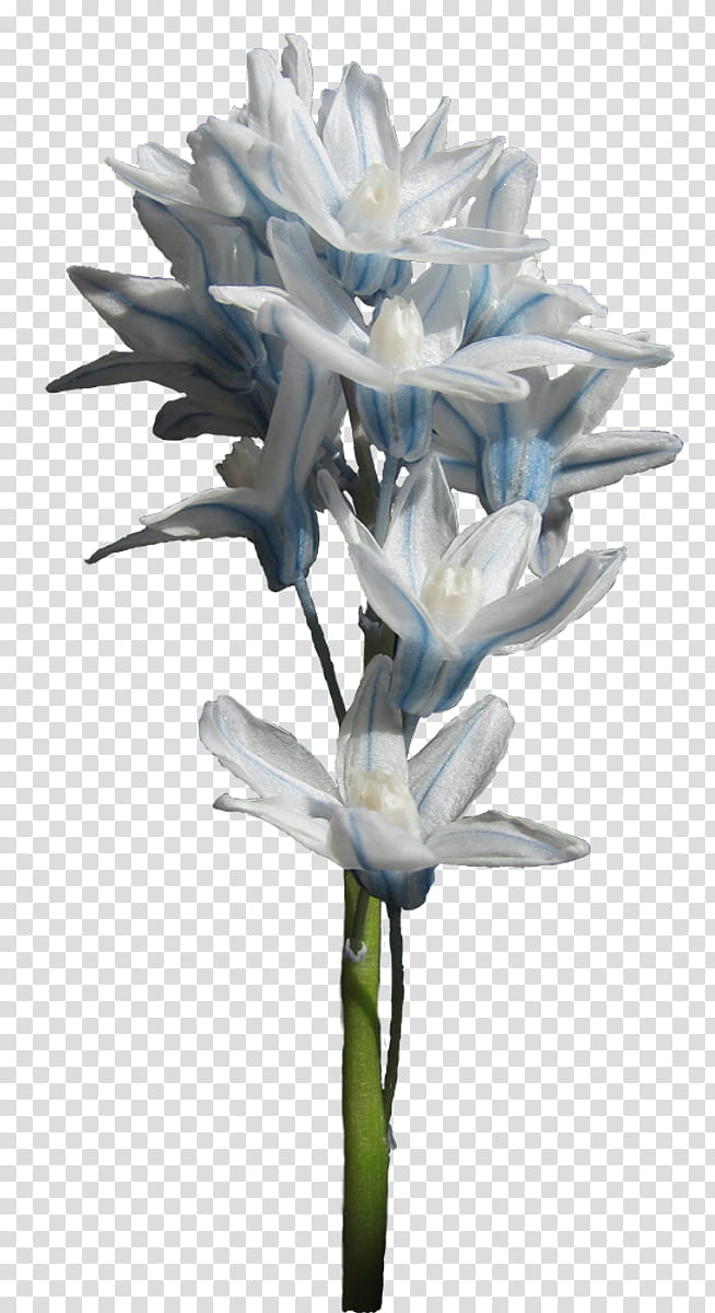 hyacinth, white petal flowers transparent background PNG clipart