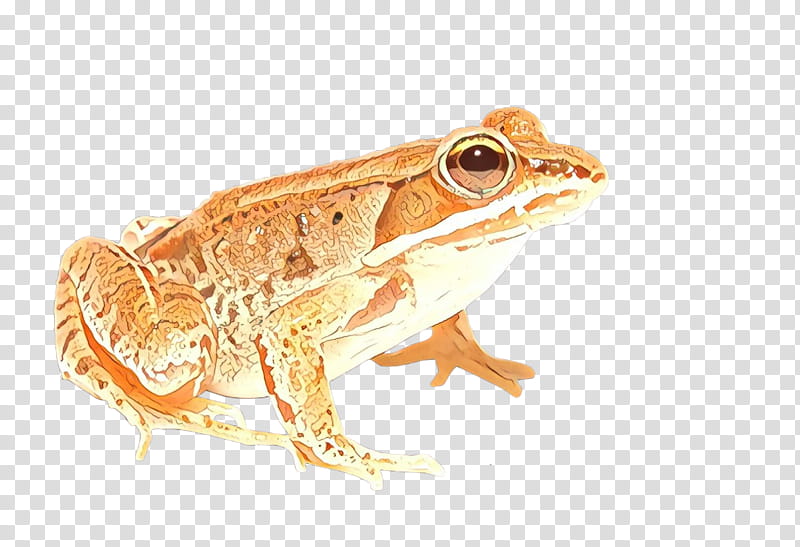 Spring, Frog, Amphibians, True Frog, Common Frog, Edible Frog, Toad, Tree Frog transparent background PNG clipart