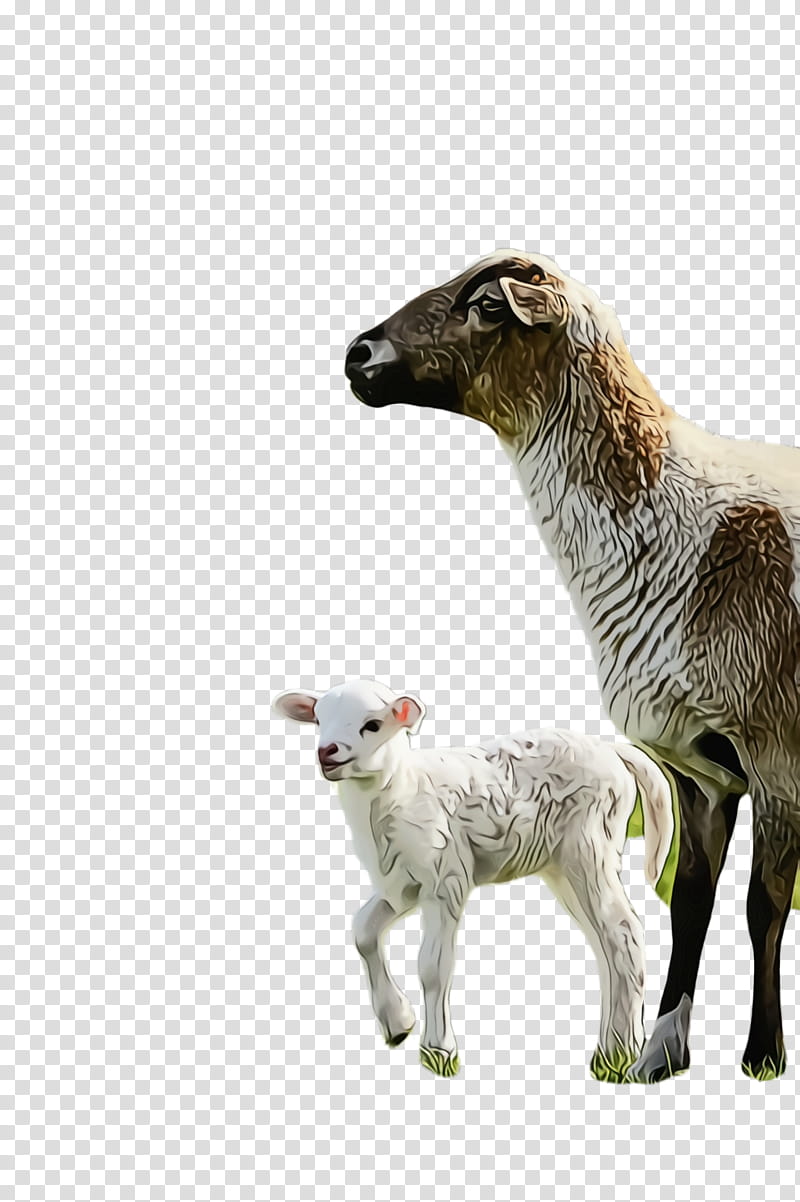 Cartoon Eid Ul Adha, Sheep, Lamb, Eid Al Adha, Dhu AlHijjah, Llama, Miniature American Shepherd, Goat transparent background PNG clipart