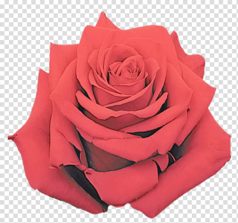 Garden roses, Red, Pink, Flower, Petal, Hybrid Tea Rose, Rose Family, Floribunda transparent background PNG clipart